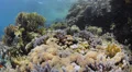 POV - Swimming over tropical coral reef - 29.97fps HD Footage