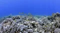 POV - Swimming over tropical coral reef - 29.97fps HD Footage