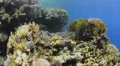 POV - Swimming over tropical coral reef - 29.97fps HD Footage