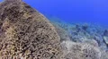 POV - Swimming over tropical coral reef - 29.97fps HD Footage