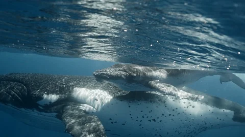 POV Swimming With Whales. Mother and Calf Humpback Whales in Hawaii. And Stock Footage