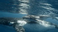 Pov Swimming With Whales. Mother And Calf Humpback Whales In Hawaii. And Stock Footage
