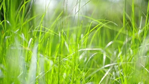 POV in tall overgrown grass dolly animal insect abstract background lawn Stock Footage 282672353