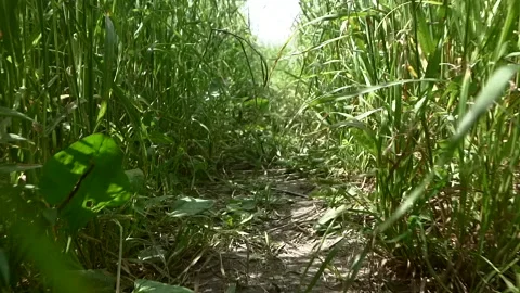 Pov thickets of grass, in a field or meadow in nature slow motion. View of a Stock Footage 155829253