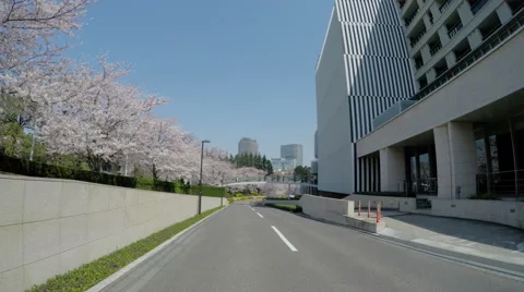 POV through blooming cherry blossoms and crowd gathering at Roppongi Midtown Stock Footage 61531948