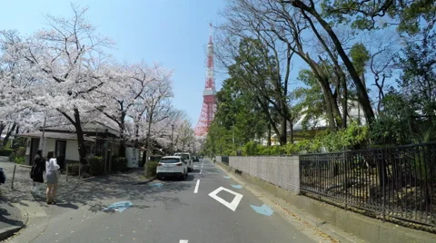 POV through blooming cherry blossoms towards Tokyo Tower. Stock Footage 61533706
