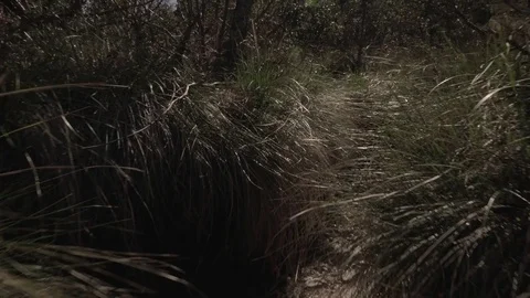  POV through the grasslands Stock Footage 75031033