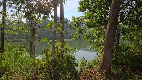 POV through lush trees showing a calm lake with reflection in tropical 스톡 동영상 347935530
