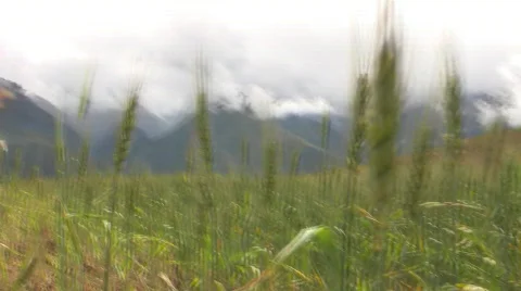 Pov through peruvian field Stock Footage 377474