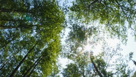POV through treetops, Looking up in forest, Dolly Shot Vídeos de archivo 90961706