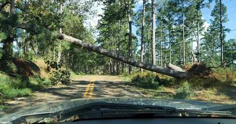 POV through windshield drives under downed pine tree after Hurricane Michael Stock Footage 99019323