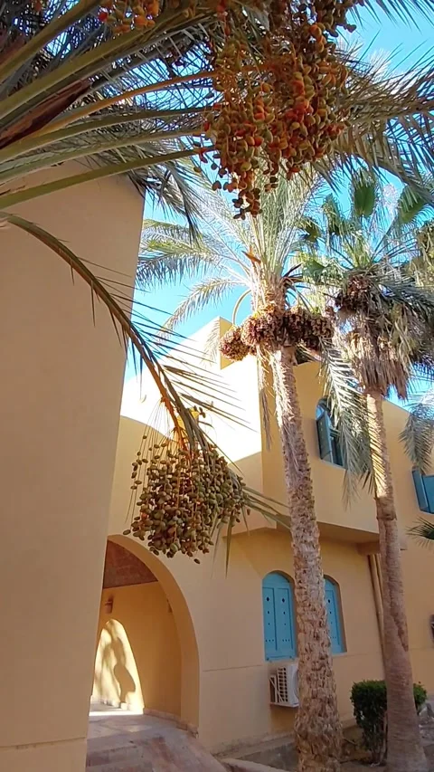 POV tilt up to date palm tree with ripe fruits and building in El Gouna Egypt. Stock Footage 340111158