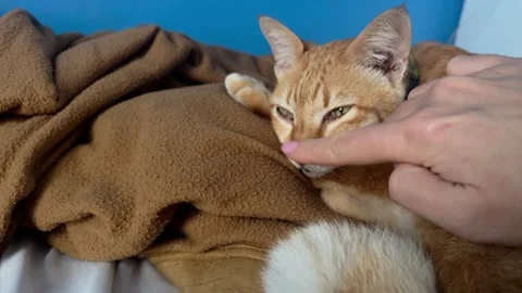 POV touching cute sleepy red cat and tapping her nose. Stroking little orange Stock Footage 246460772