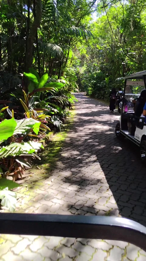 POV from a tour cart on a paved path in a dense green jungle. Stock Footage 313299739