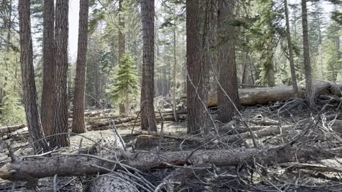 POV Tracking along Hiking Path With Dead Pines Stock Footage 245839461