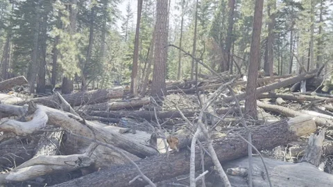POV Tracking along Hiking Path With Dead Pines2 Stock Footage 245839593