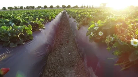POV Tracking Shot of Strawberry fields at Sunset Vidéo 73707483