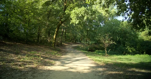 POV Trail Hike Through Partially-Shaded Forest at Midmorning Stock Footage 203165548