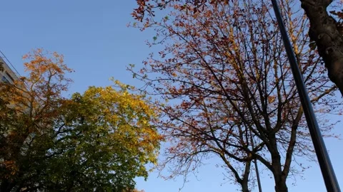 Pov traveling between the trees Stock Footage 139938465