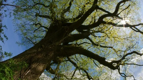 POV, Tree from below in spring, motion time lapse Stock Footage 88504759