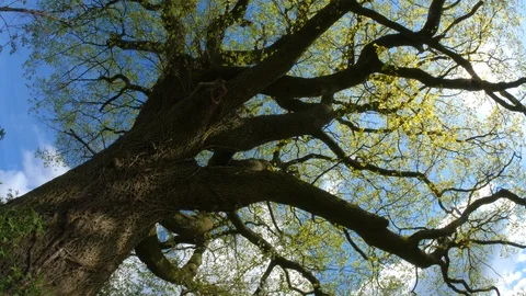 POV, Tree from below in spring, tracking shot Stock-Footage 88504803