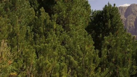 Pov, trekking in the middle of Mountain pine at the Gardena Pass Stock Footage 79896053
