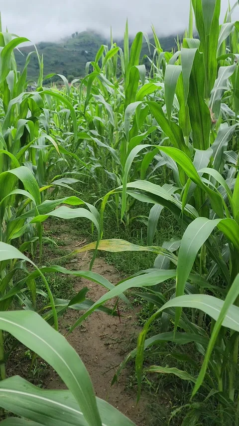 POV Trekking Through Cornfields – Sapa, VIETNAM – 2024/06/05 Stock Footage 319795112