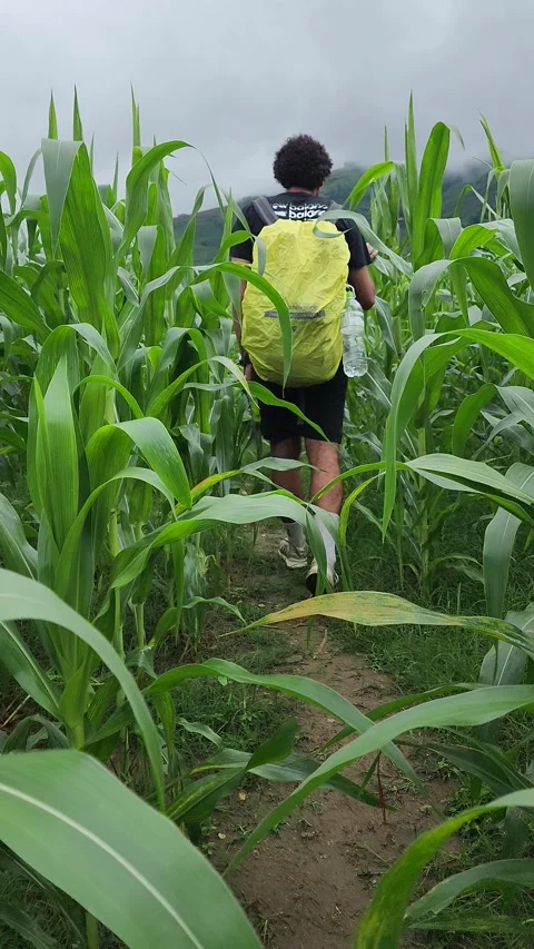 POV Trekking Through Cornfields – Sapa, VIETNAM – 2024/06/05 Video stock 319795182