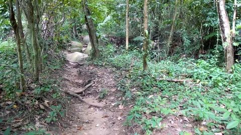 POV Trekking Through Rainforest Stock Footage 77476934