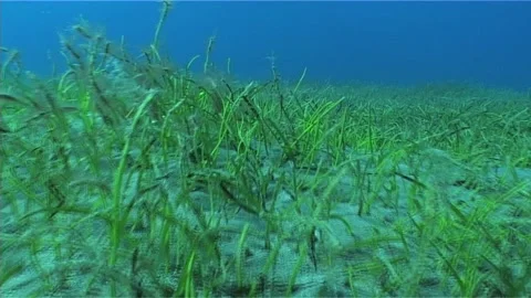POV Of Turtle Feeding On Seabed Stock Footage 292758569