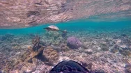 Pov Underwater View Of A Maldivian Sea Turtle Swimming Over A Coral Reef. Stock Footage