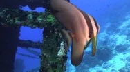 Pov Underwater View Of A Scenic Coral Reef And Fish. Stock Footage