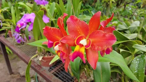 POV various types of orchids in the orchid house in Canaima, Venezuela Vidéo 331749239