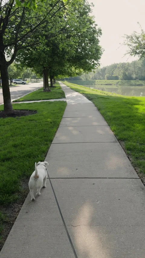POV vertical view of Jack Russell Terrier walking on a sidewalk in a green Stock Footage 331039200