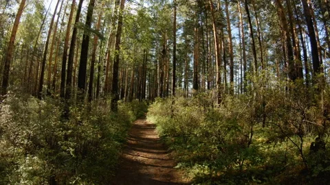POV. Very fast movement on a forest path Stock Footage 97204331