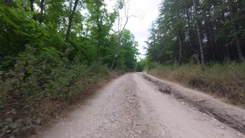 POV video from moving car driving on rough dirt road through forest, surrounded Stock Footage 317609953