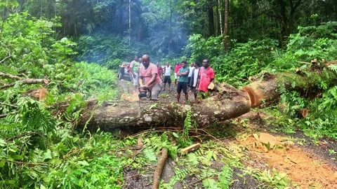 POV view of an African man with a chainsaw cutting down a tree that has fallen Stock Footage 325973240