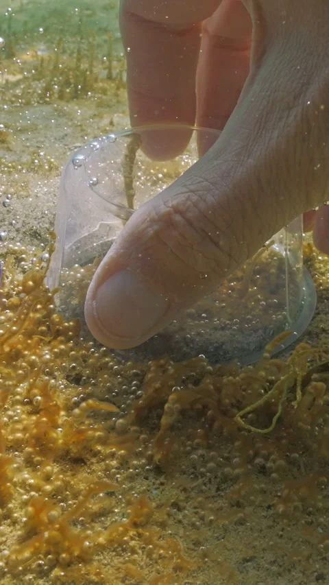 POV view: Benthic sampling from colony of unicellular algae that synthesise Stock-Footage 336850497