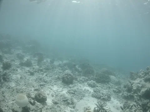 Pov view of a dive over dead coral reef 動画素材 127500616