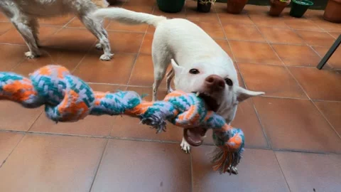 POV View of Owner Playing Tug of War Game with Energetic Dog Stock Footage 343828941