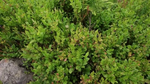 POV view Picking blueberries in forest, caucasian boy hands with blueberries Stock-Footage 85313160