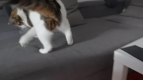POV View of Playful Calico Cat Jumping and Catching String Toy on Grey Sofa Stock Footage 334495196