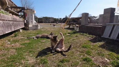 POV view playing with cats on cat island in Japan Stock Footage 152412738