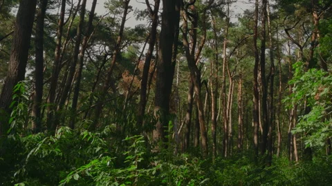 POV View of Scots Pine Forest With Sunlight Dappling Through Tree Trunks Stock Footage 344463515