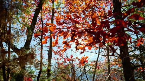 POV view skywards at trees in the forest with green, brown and red foliage on Stock Footage 321517491