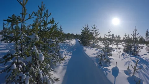 POV view from snowmobile rides through pine forest toward scenic Sun 50 FPS Stock Footage 234509650