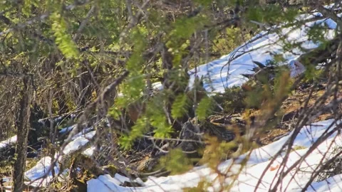 POV view through dense evergreen branches reveals a deer moving quietly through 스톡 동영상 334159628