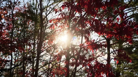 POV view at trees in the forest with bright red foliage on sunny day. Sun rays Stock-Footage 321517332