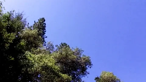 POV View of trees passing by overhead Stock Footage 78977910