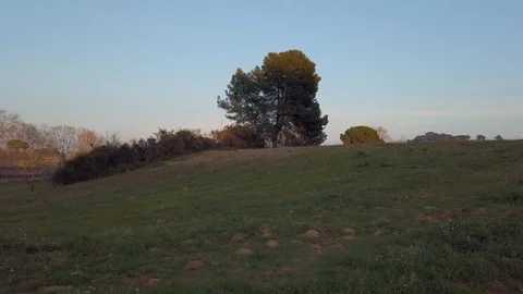 POV view turn over a tree Stock Footage 125928727